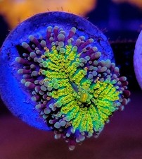 Rainbow ricordia mushroom for sale  Placentia