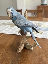 budgie bird for sale budgie bird for sale CATERHAM
