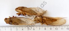 *** BEETLES, (250069) , Hemiptera, Cicadoidea sp., Peru *** comprar usado  Enviando para Brazil