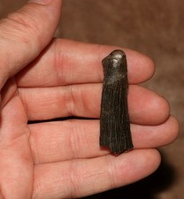 Tiranossauro Rex dente parcial dinossauro fóssil formação Hell Creek CRETÁCEO comprar usado Tiranossauro Rex dente parcial dinossauro fóssil formação Hell Creek CRETÁCEO comprar usado  Enviando para Brazil