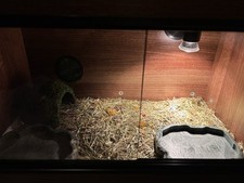 24x15x15 inch vivarium for sale  NOTTINGHAM