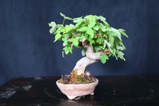 Trident maple bonsai for sale  Montgomery