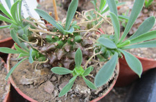 Euphorbia bupleurifolia susann for sale  BRISTOL