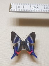 Rhetus arcius männchen gebraucht kaufen  Halle