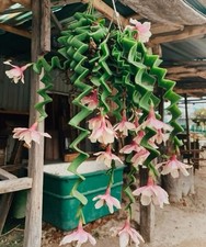 80002747 herringbone cactus gebraucht kaufen  Reutlingen
