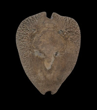 Shell cypraea quadrinodosa usato  Italia