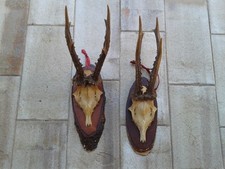 tassidermia capriolo usato tassidermia capriolo usato Villafranca Tirrena