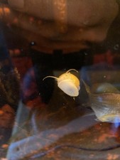 Caracóis misteriosos sortidos 10+2 água doce comprar usado  Enviando para Brazil