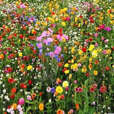 2000 wildflowers pure for sale  THAME