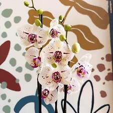 Phalaenopsis bohemian goya for sale  BRISTOL