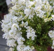 Organic hebe buxifolia for sale  PLYMOUTH