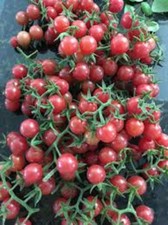 Florida everglades tomato for sale  Port Charlotte