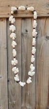 Long cockle shell for sale  TIVERTON