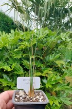 Dasylirion longissimum rare for sale  DARLINGTON