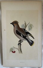 Morris waxwing bombicilla usato  Foligno