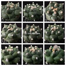 Seeds korn astrophytum gebraucht kaufen  Altötting