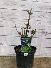 Hydrangea serrata blue for sale  HARLOW