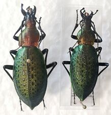 Couple carabus coptolabrus d'occasion  Paris XI