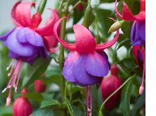 Fuchsia upright plug for sale  SWANLEY