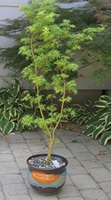 Acero giapponese seiryu usato  Pontinia