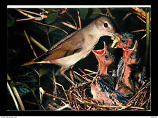 Animaux oiseaux fauvette d'occasion  Fruges