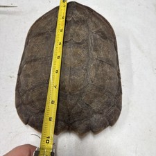 Snapping turtle shell for sale  Elyria