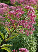 Joe pye weed for sale  Sevierville