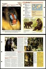 Mandrill mammals wildlife for sale  SLEAFORD