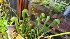 Darlingtonia californica samen gebraucht kaufen  Ingolstadt