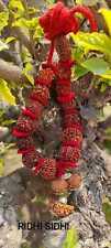 Siddh siddha mala de 1 a 14 cuentas Mukhi Rudraksha, Gauri Shankar, Ganesh Rudraksh segunda mano  Embacar hacia Argentina