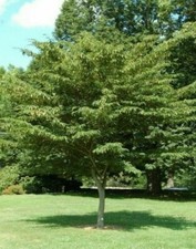 Carpinus japonica japanese for sale  NEWRY