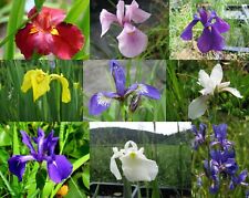 Sumpfiris mix iris gebraucht kaufen  Schmidmühlen