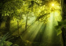 Wald natur sonnenuntergang gebraucht kaufen Wald natur sonnenuntergang gebraucht kaufen  Versand nach Germany