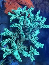 Corallo seriatopora caliendrum usato  Cornate d'Adda