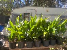 Aspidistra cast iron for sale  WORCESTER