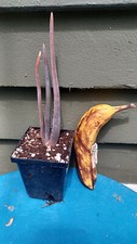 Aloe suzannae malagasy for sale  Newburyport