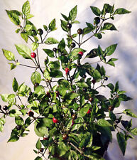 Saatgut puta madre gebraucht kaufen Saatgut puta madre gebraucht kaufen  Fürth