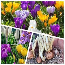 Crocus bulbs sping for sale  WISBECH