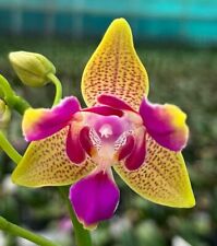 Phalaenopsis hsin venus for sale  NOTTINGHAM