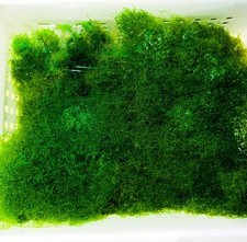 Chaeto algae cup for sale  Haslet