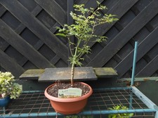 Bonsai japanese acer for sale  CANNOCK