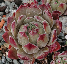 Sempervivum korspelse gallezou gebraucht kaufen  Gera-Umland