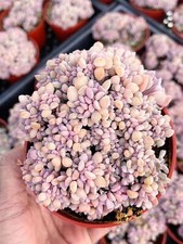 Crested echeveria cubric for sale  Murrieta