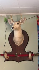 New york deer for sale  Johnstown