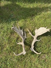 Set fallow deer for sale  LONDON