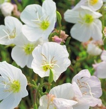 Oenothera pallida innocence for sale  TRURO