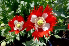 000 heirloom danish for sale  Spring Branch