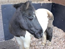 Stable wall mat for sale  CREDITON