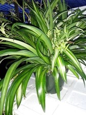 Spider plant live for sale  Menifee