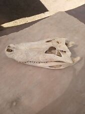 Alligator skull large for sale  Tucson